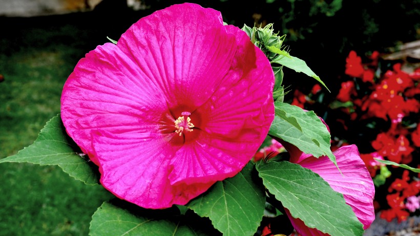 艳丽的粉色芙蓉花图片 10