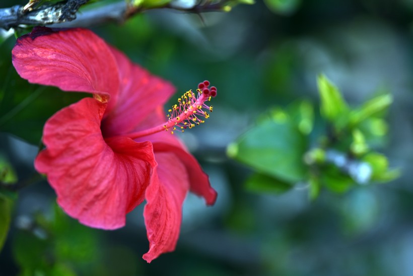 艳丽的粉色芙蓉花图片 11