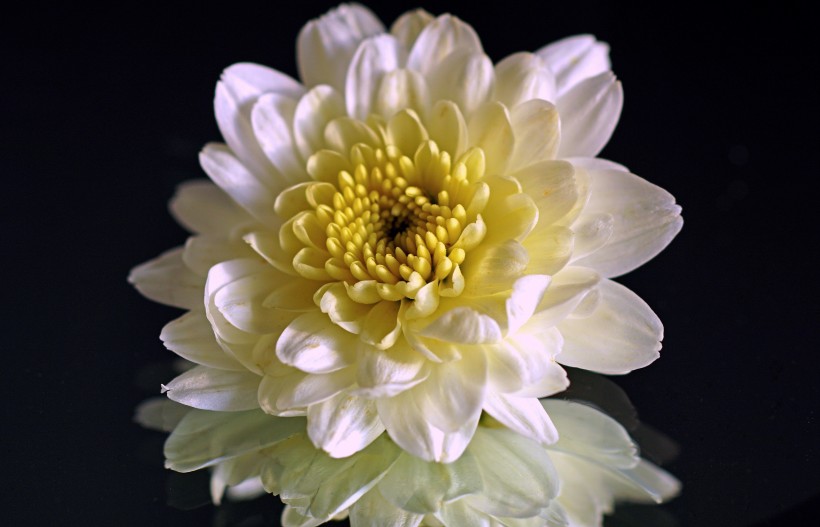 唯美高清菊花图片 2