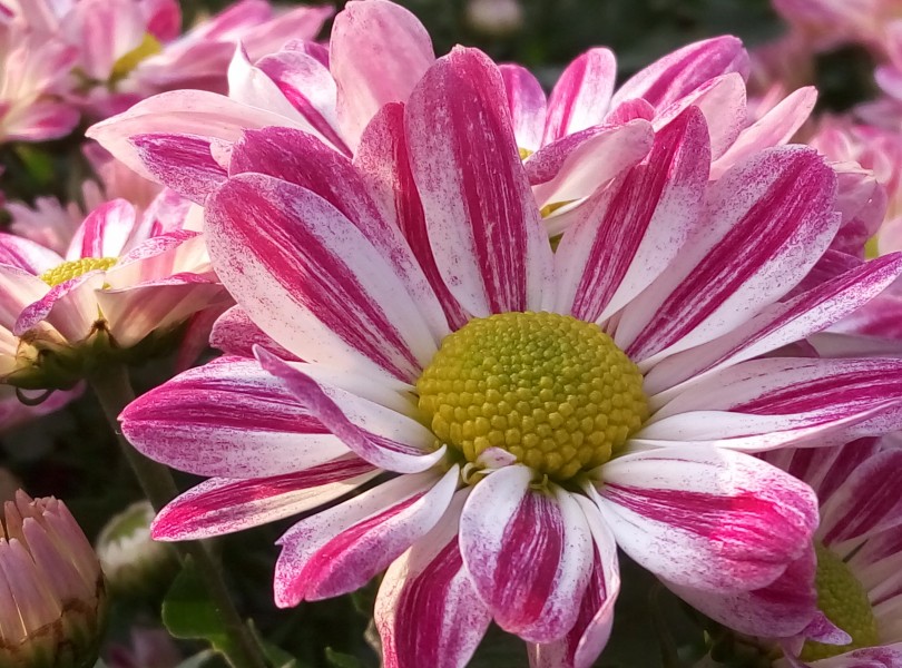 唯美高清菊花图片 4
