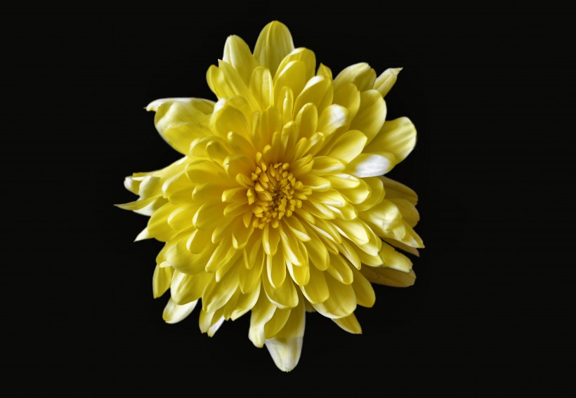 唯美高清菊花图片 7