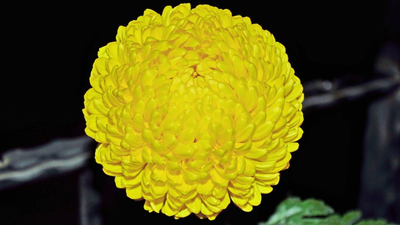 唯美高清菊花图片 8
