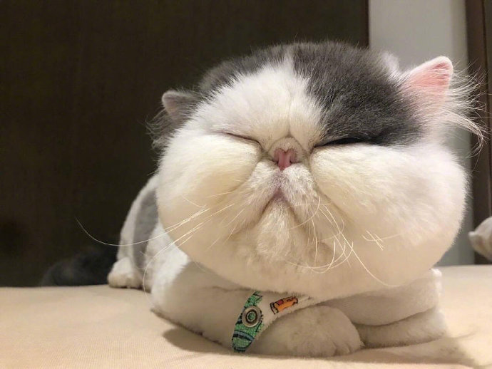 超可爱的萌宠大饼脸加菲猫图片 2