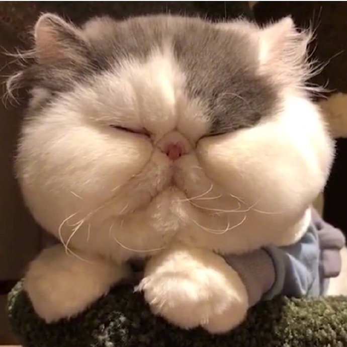 超可爱的萌宠大饼脸加菲猫图片 3