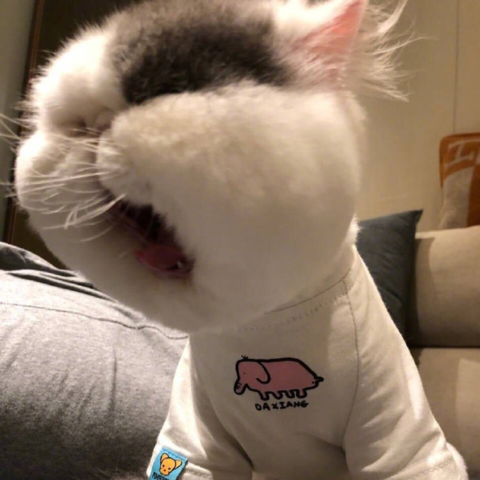 超可爱的萌宠大饼脸加菲猫图片 4