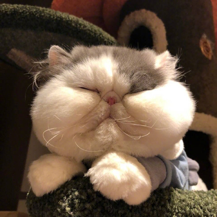 超可爱的萌宠大饼脸加菲猫图片 5