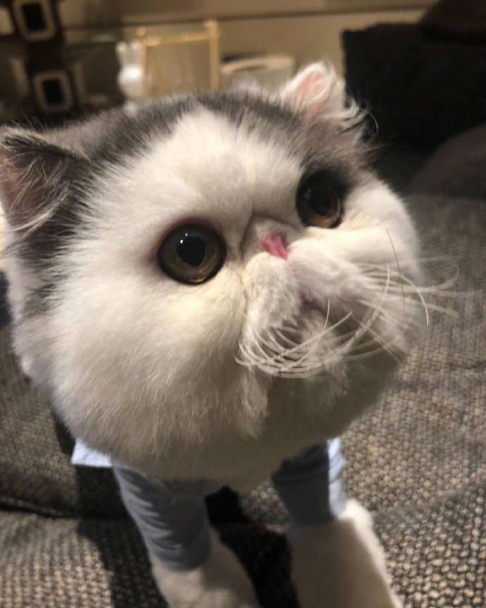 超可爱的萌宠大饼脸加菲猫图片 7