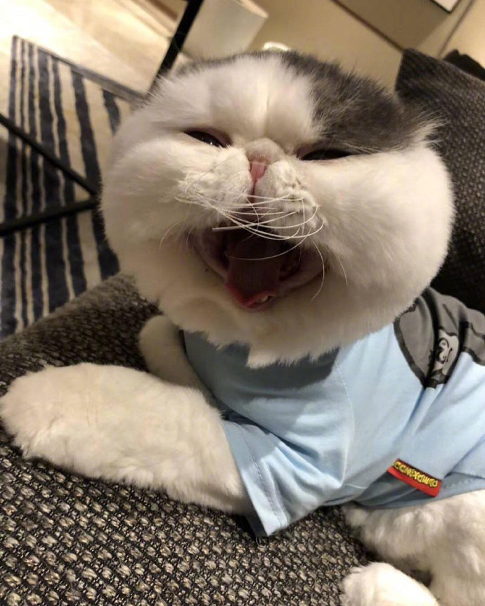 超可爱的萌宠大饼脸加菲猫图片