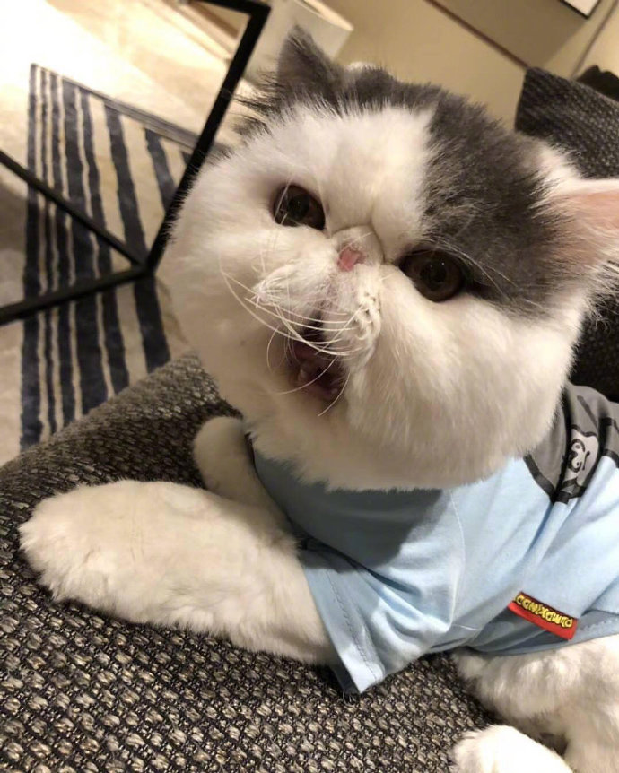 超可爱的萌宠大饼脸加菲猫图片 10
