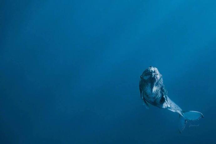 海洋生物鲸鱼图片 海蓝时见鲸&nbsp; 2
