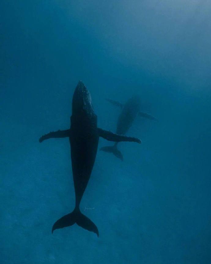海洋生物鲸鱼图片 海蓝时见鲸&nbsp; 4