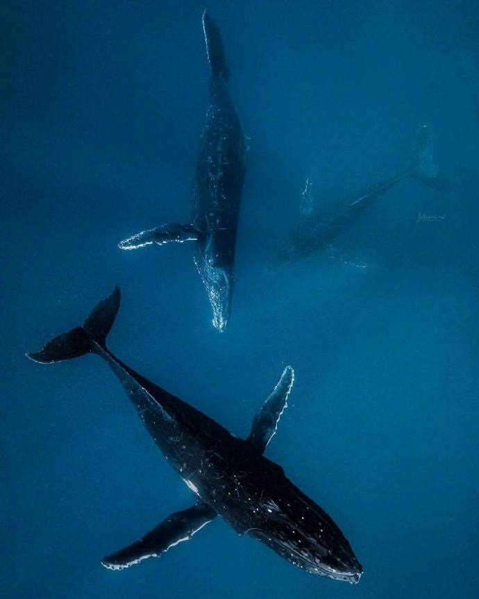 海洋生物鲸鱼图片 海蓝时见鲸&nbsp;