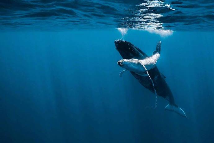 海洋生物鲸鱼图片 海蓝时见鲸&nbsp; 7