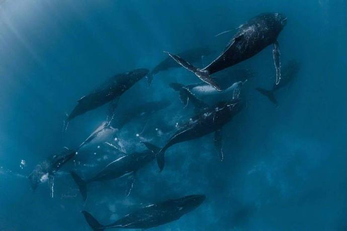 海洋生物鲸鱼图片 海蓝时见鲸&nbsp; 8