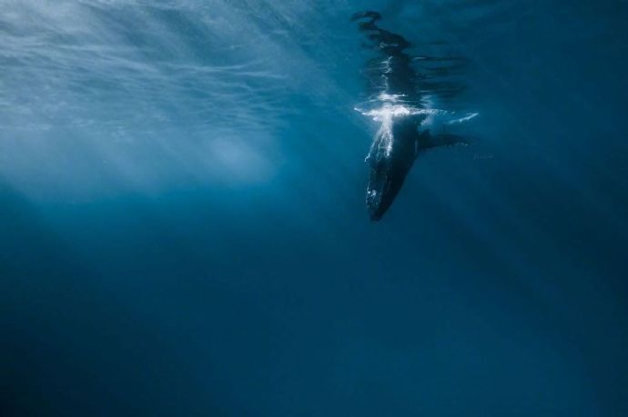 海洋生物鲸鱼图片 海蓝时见鲸&nbsp; 10