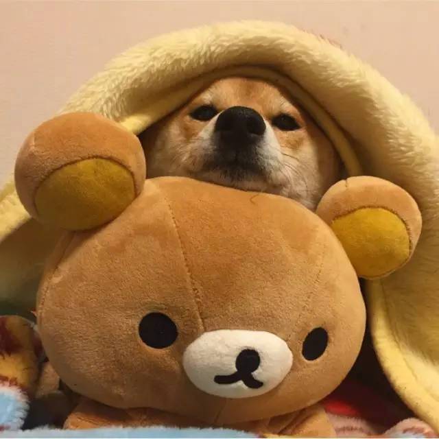 萌宠小柴犬像级了你赖床的样子