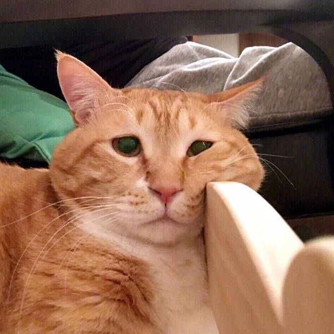 萌宠猫咪图片 仿佛看到了每天丧丧的自己