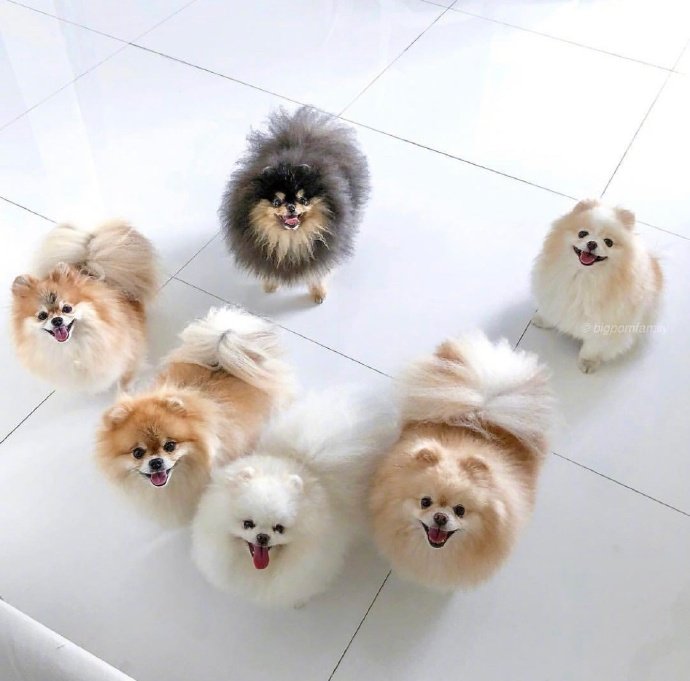 萌宠博美犬图片 这也太可爱了叭