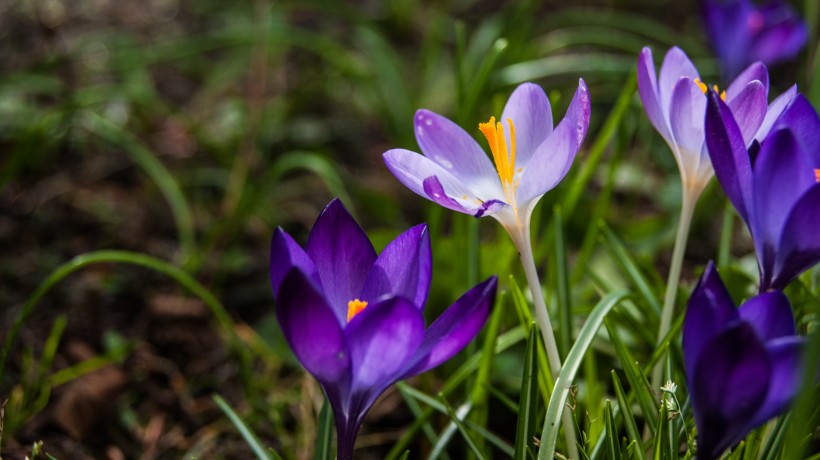 花卉西红花又名藏红花图片 12
