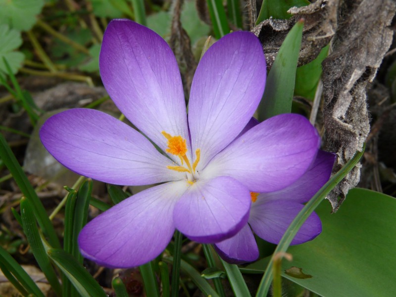 花卉西红花又名藏红花图片 13