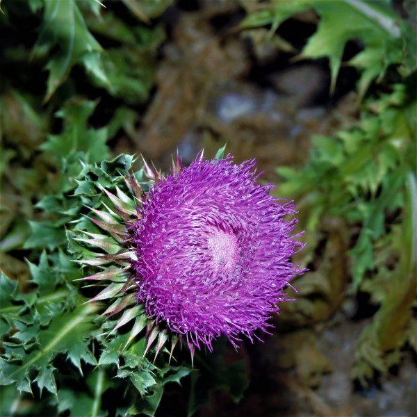 菊科草本植物紫色水飞蓟图片 6