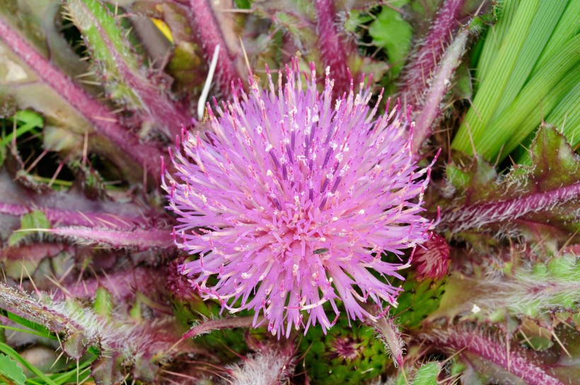 菊科草本植物紫色水飞蓟图片 9