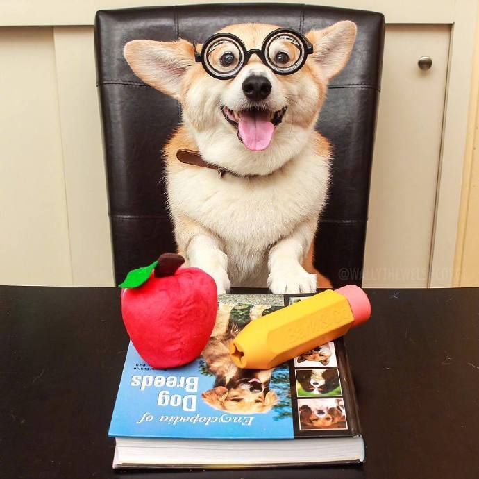 萌萌哒犬类可爱的柯基犬图片