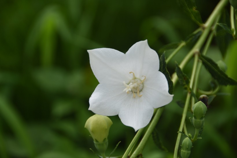 灌木植物洁白无瑕的茉莉花图片 2
