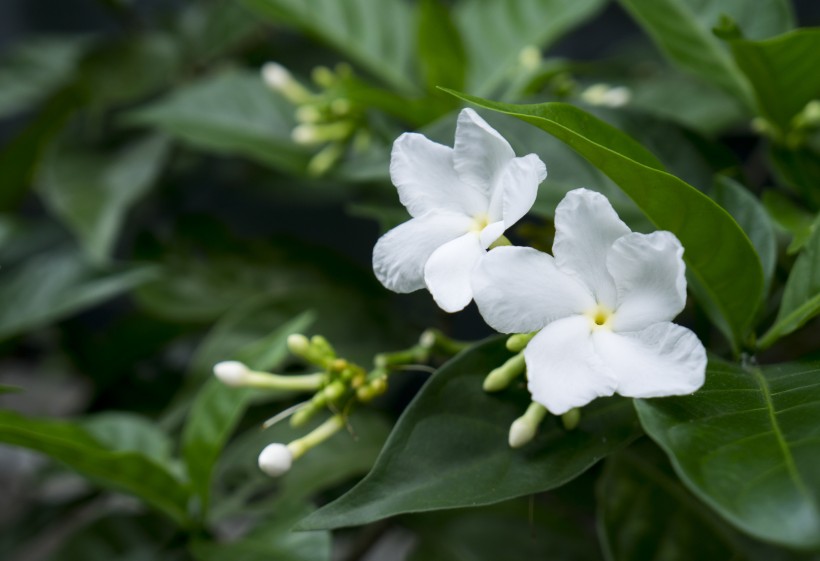 灌木植物洁白无瑕的茉莉花图片 3