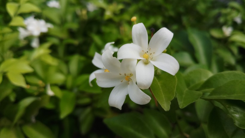灌木植物洁白无瑕的茉莉花图片 7