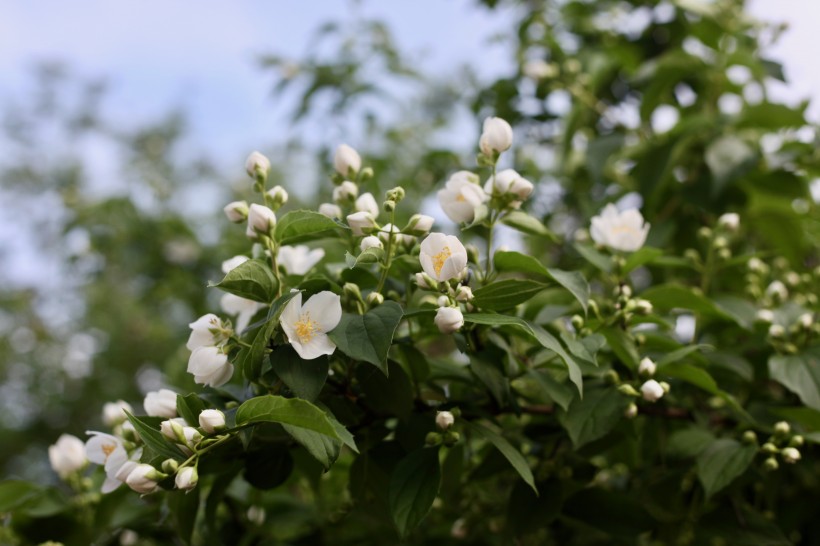 灌木植物洁白无瑕的茉莉花图片 8