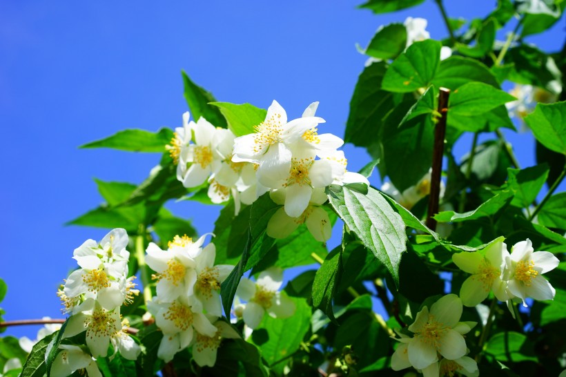 灌木植物洁白无瑕的茉莉花图片 9