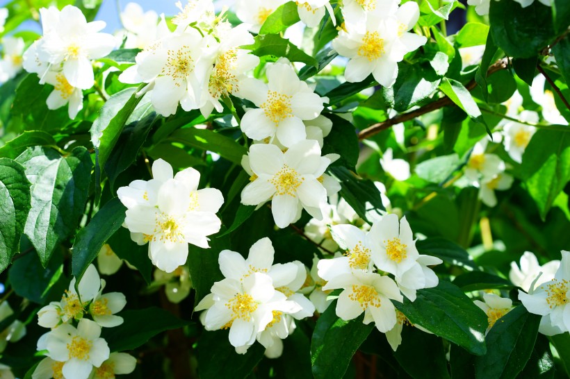 灌木植物洁白无瑕的茉莉花图片 10