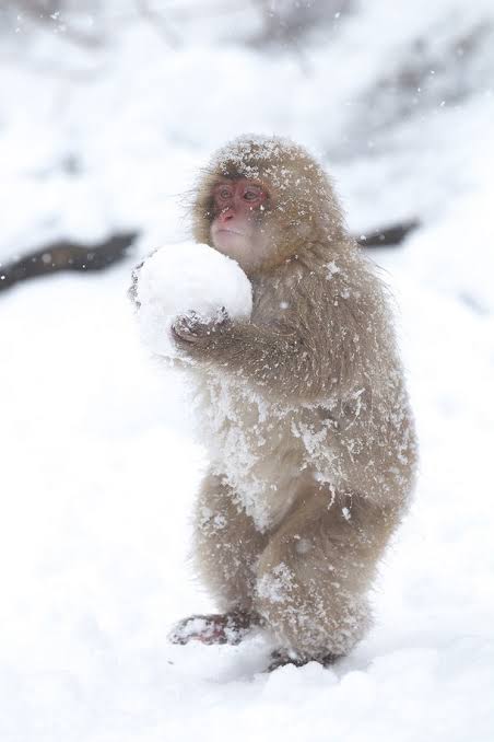 萌宠小猴子搓的雪球图片