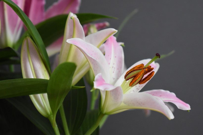 百合科植物清新淡雅的百合花图片