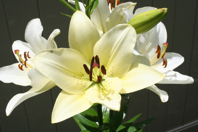 百合科植物清新淡雅的百合花图片 5