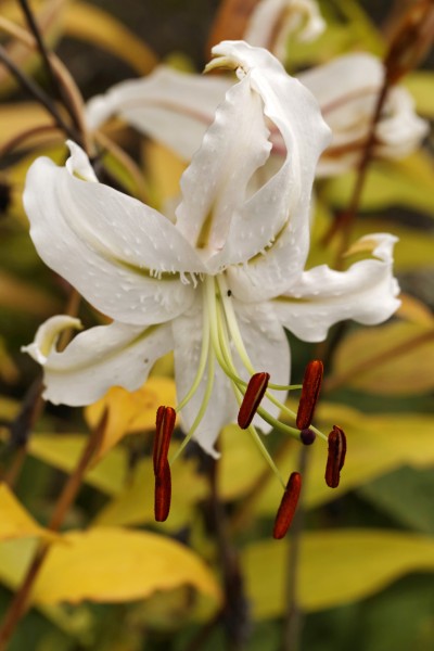 百合科植物清新淡雅的百合花图片 6