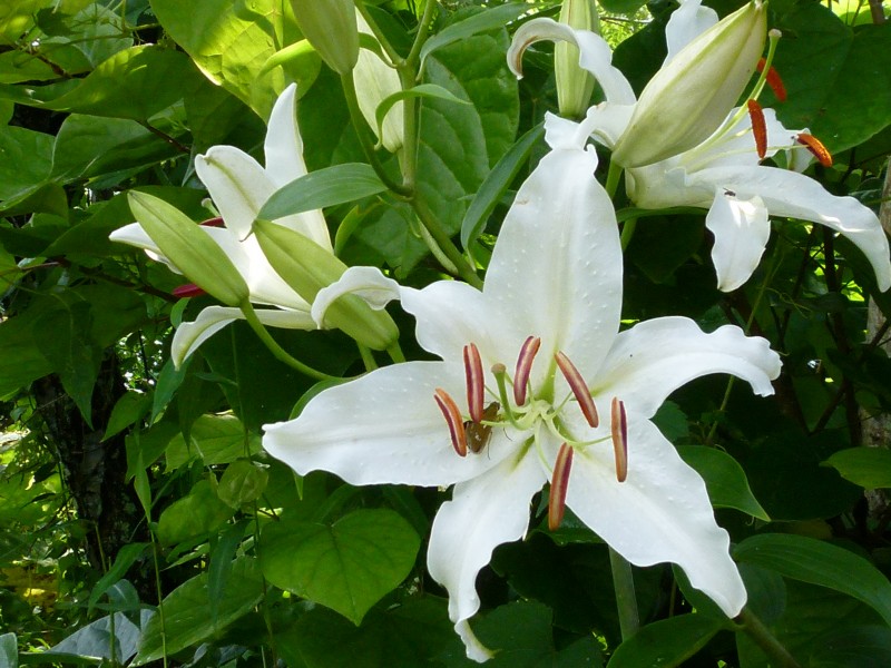 百合科植物清新淡雅的百合花图片 8