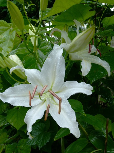 百合科植物清新淡雅的百合花图片