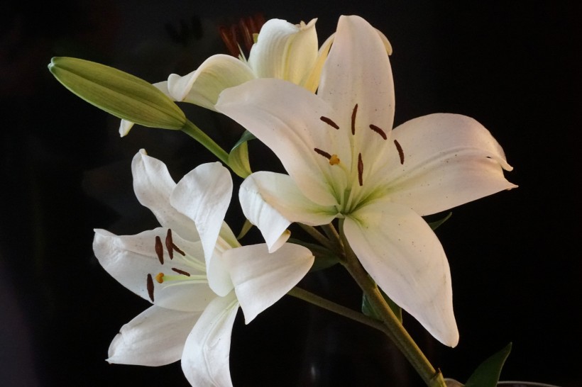 百合科植物清新淡雅的百合花图片 12