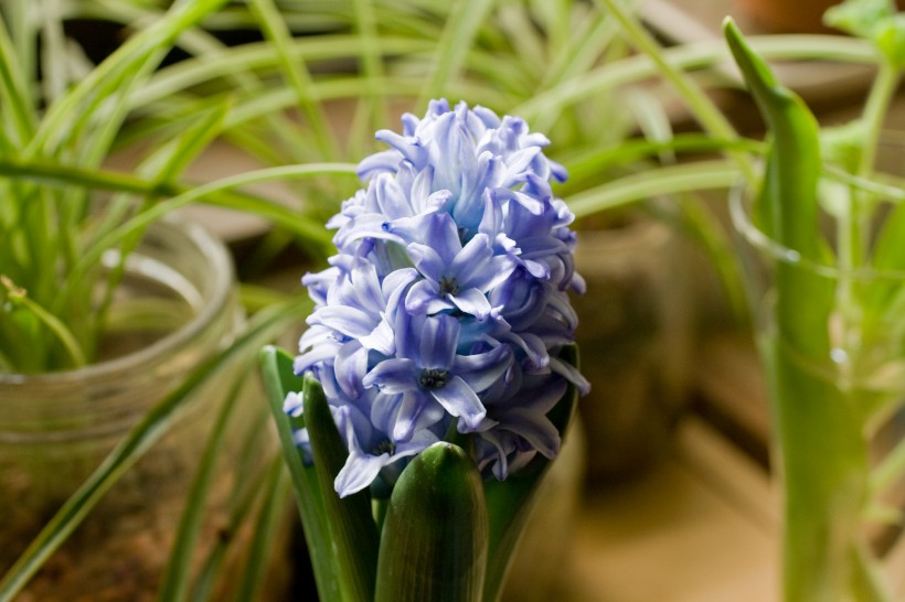 草本植物紫色的风信子图片 4
