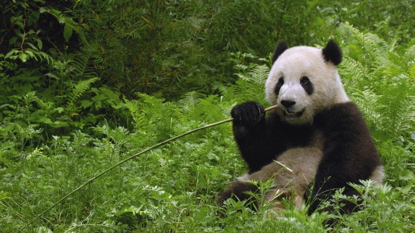 呆萌的野生动物国宝大熊猫图片