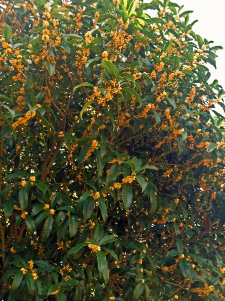 木犀树木黄色的桂花图片 2