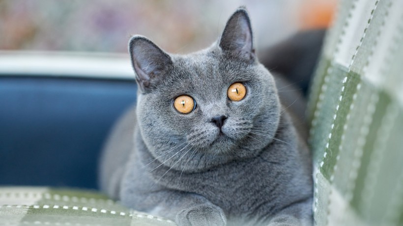 萌萌哒的萌宠英国短毛猫图片