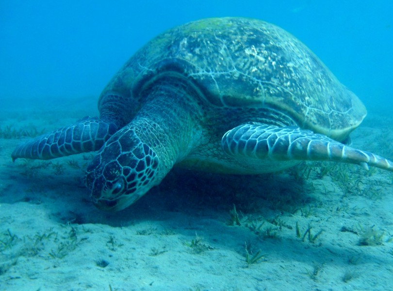 龟鳖目海洋动物畅游在大海里的海龟图片 4