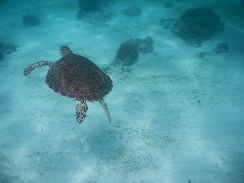 龟鳖目海洋动物畅游在大海里的海龟图片 7