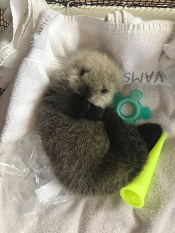 毛茸茸的海洋动物海獭宝宝图片