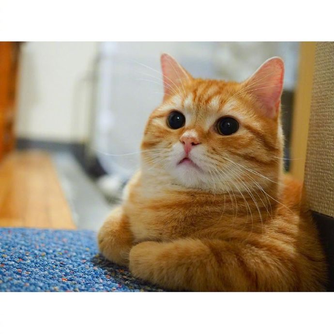 宠物猫圆乎乎的小肥橘猫图片 ​