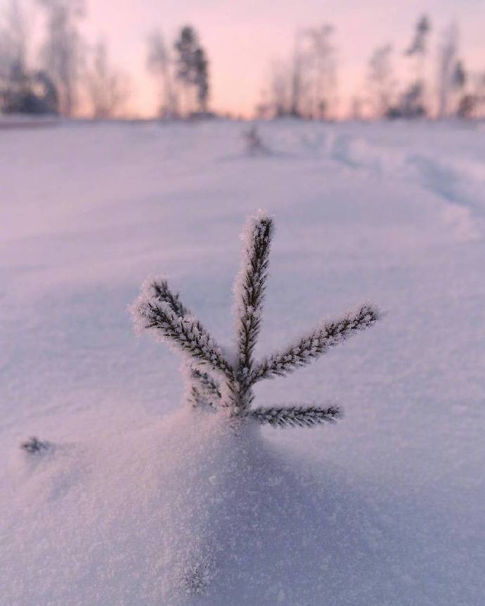 雪地里的黄昏自然风景图片 6
