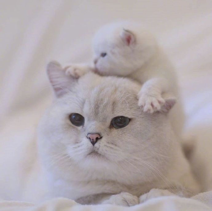 猫的品种可爱的大猫小猫咪图片